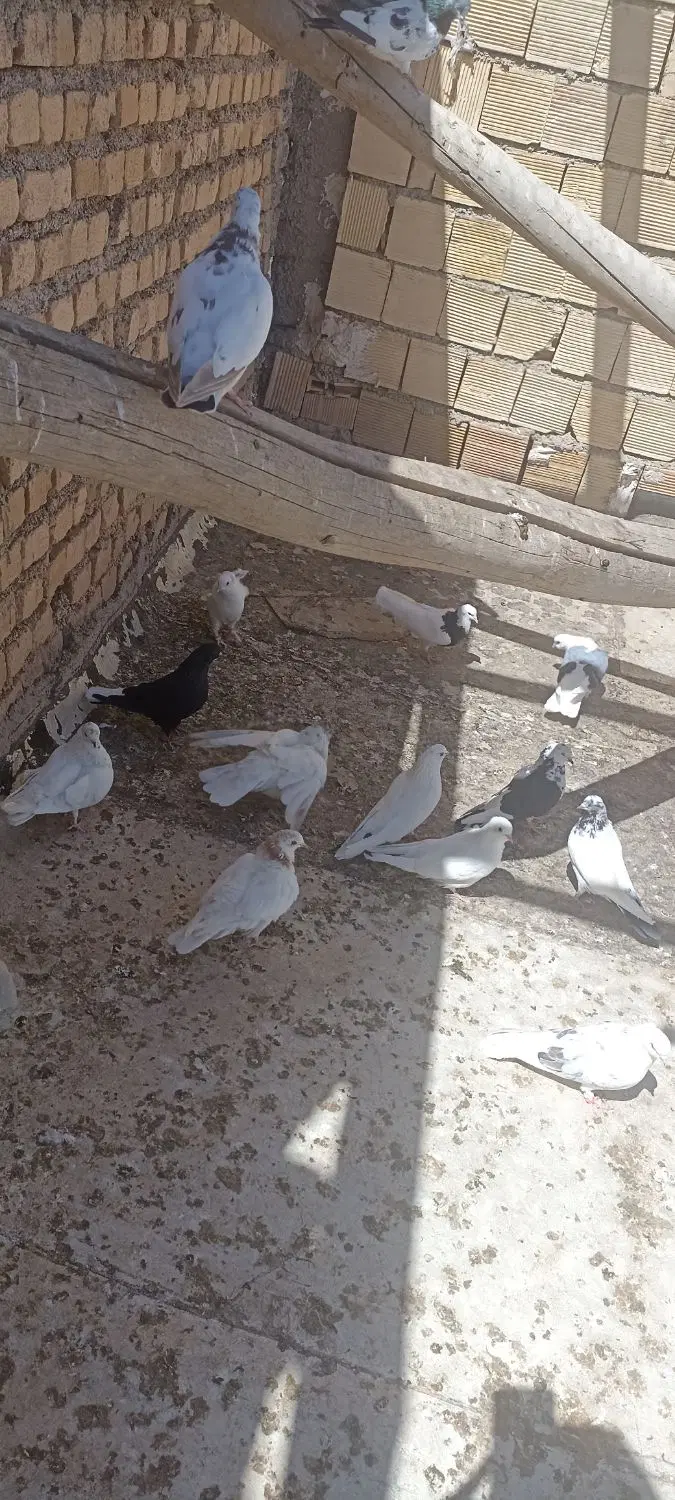 کبوتر|پرنده|شراء, |دیوار