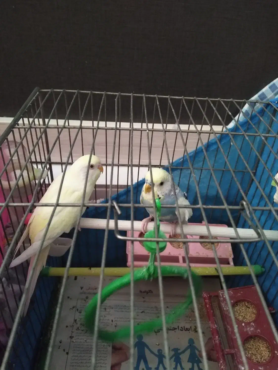 مرغ عشق|پرنده|قزوین, |دیوار