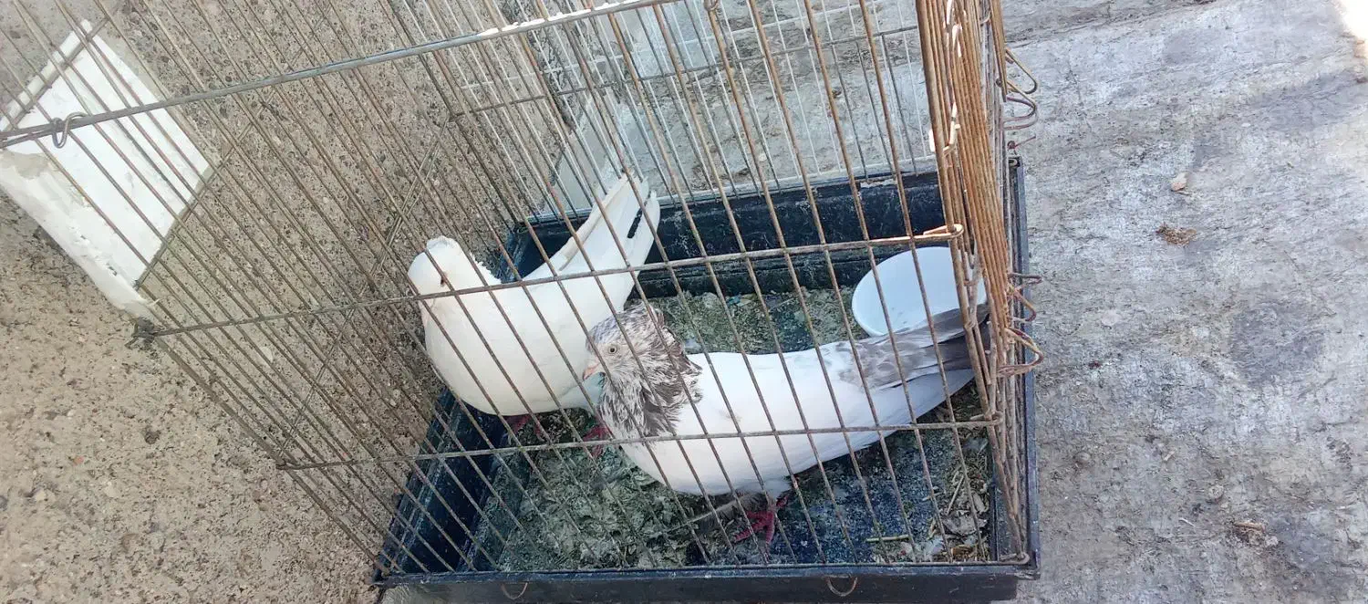 کبوتر سالم|پرنده|فرمهین, |دیوار