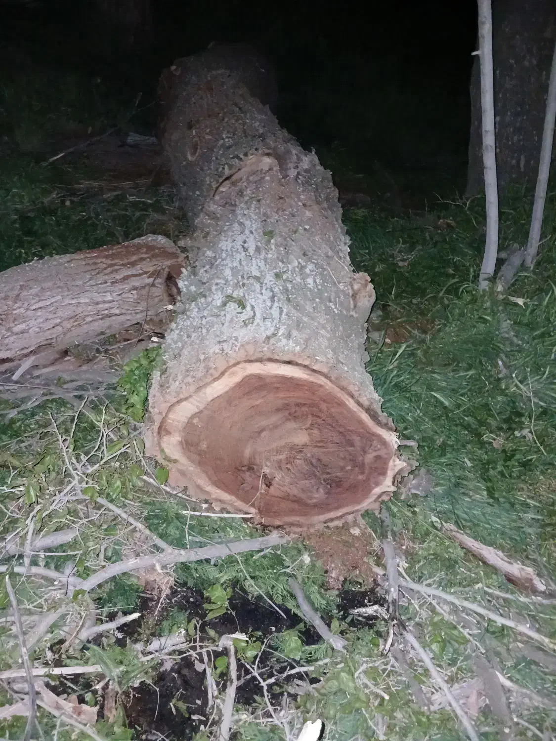 خرید وفروش چوب گردو|خدمات باغبانی و درختکاری|فردیس, سرحدی|دیوار