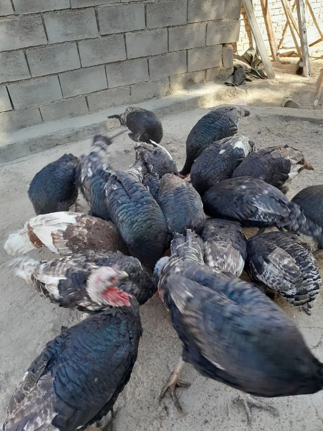 بوقلمو سالم بالغ|حیوانات مزرعه|ایذه, |دیوار