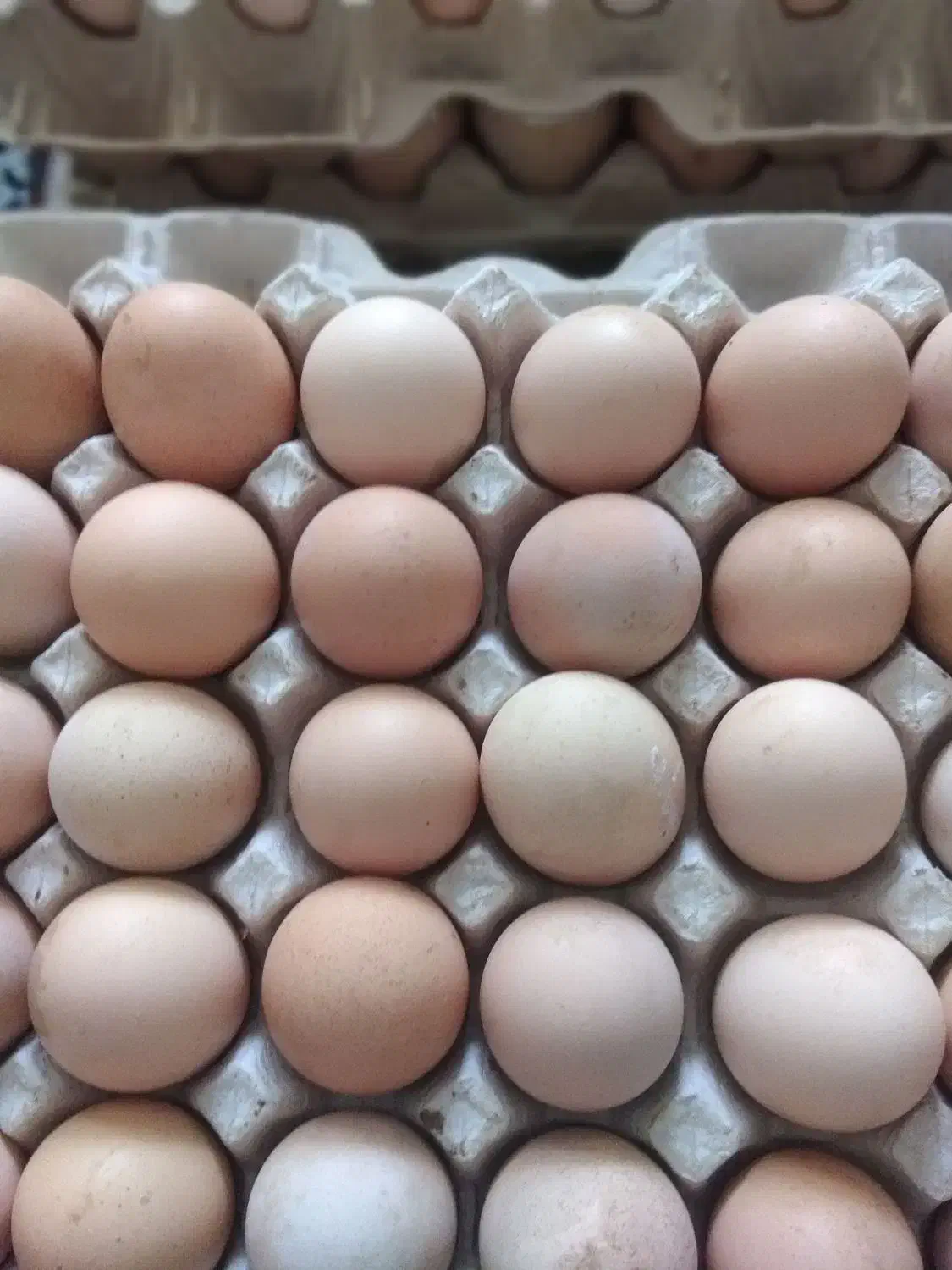 تخم نطفه دار گلپایگانی و بوقلمون|حیوانات مزرعه|مشهد, شهید رضوی|دیوار