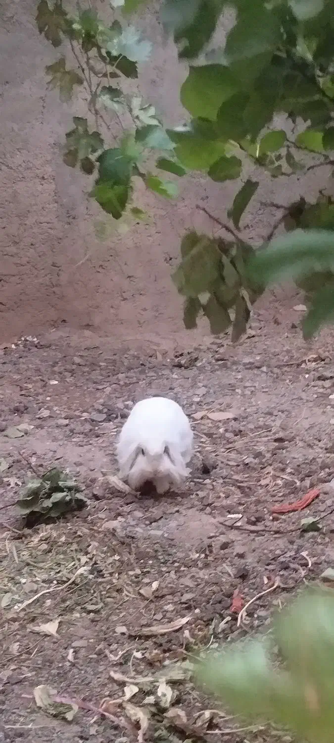 فروش یک عدد خرگوش لپ نژاد دار .|موش و خرگوش|سنندج, |دیوار