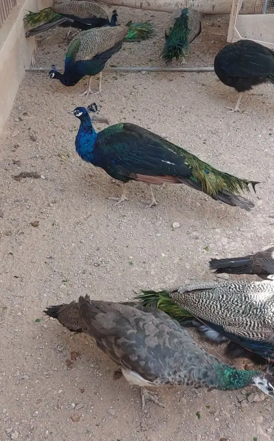 مرغ و خروس زینتی|حیوانات مزرعه|خمینی‌شهر, |دیوار