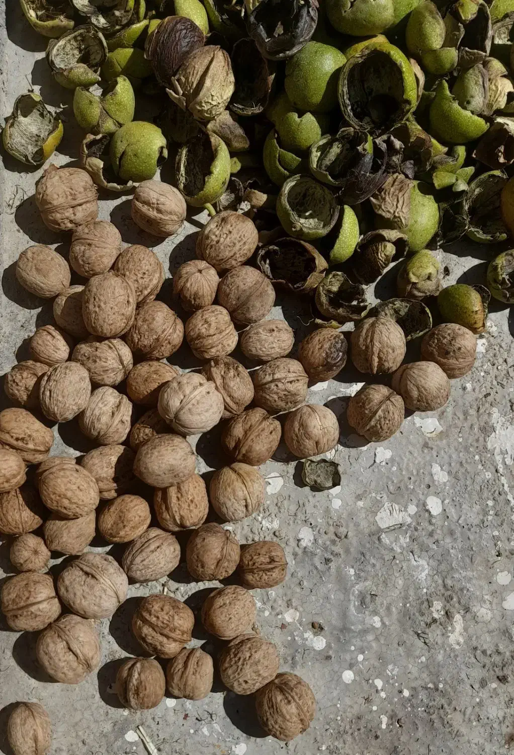 گردو|خوردنی و آشامیدنی|اصفهان, جلفا|دیوار