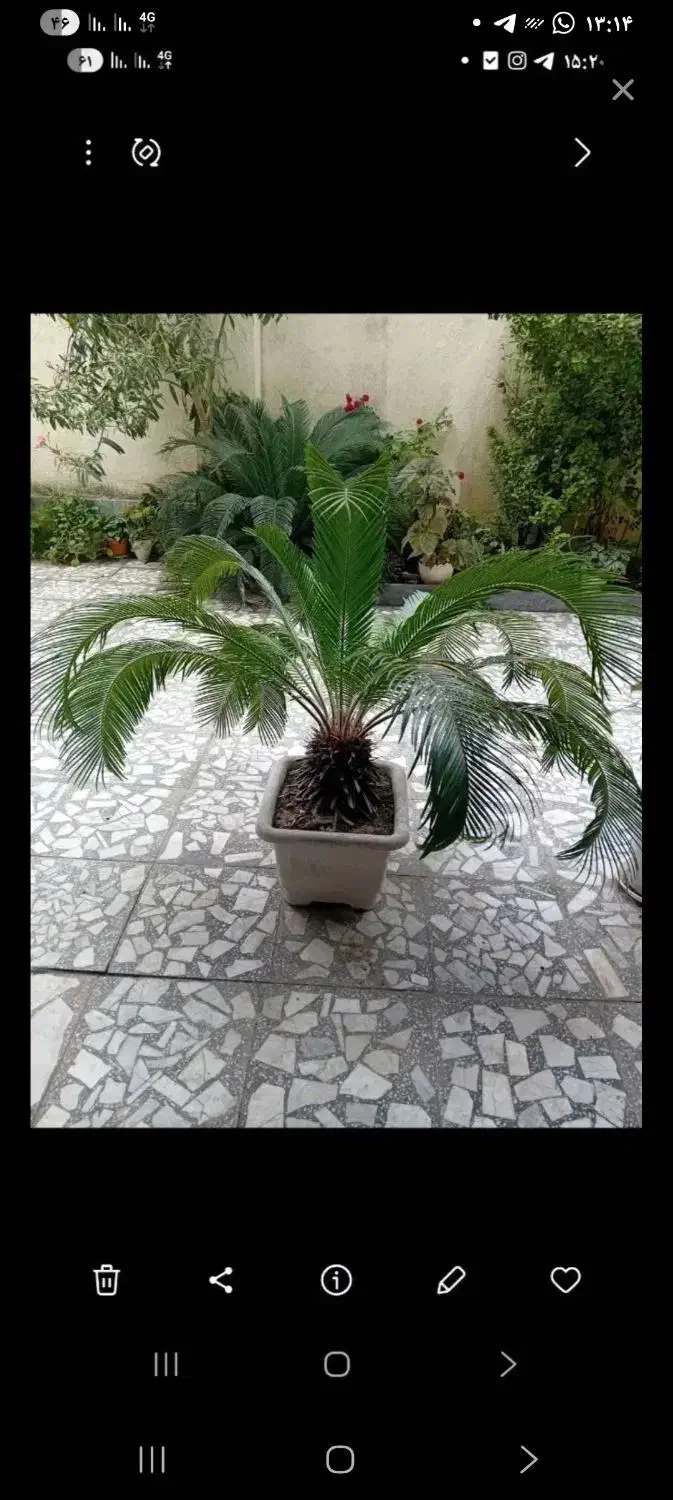 گل سیکاس|گل و گیاه طبیعی|رشت, حمیدیان|دیوار