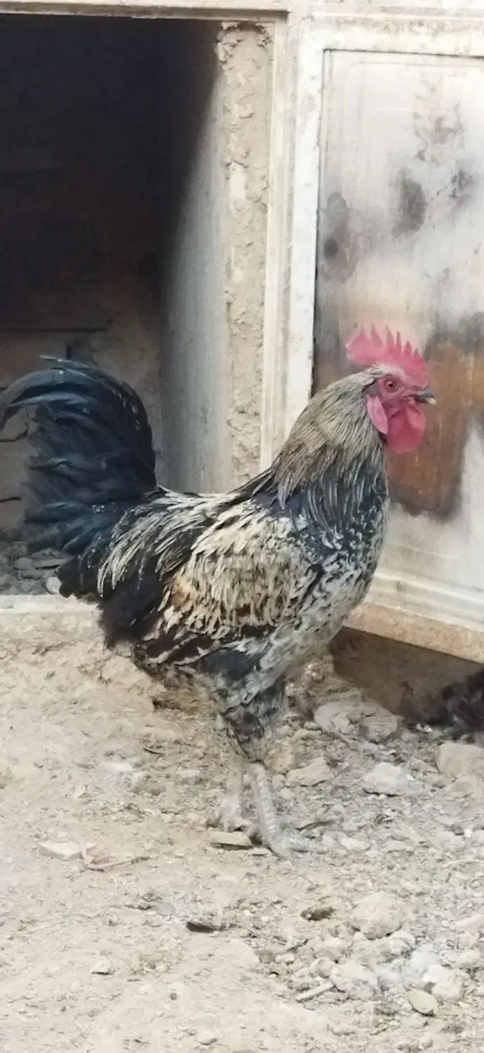 خروس جوان و سرحال|حیوانات مزرعه|معصومیه, |دیوار