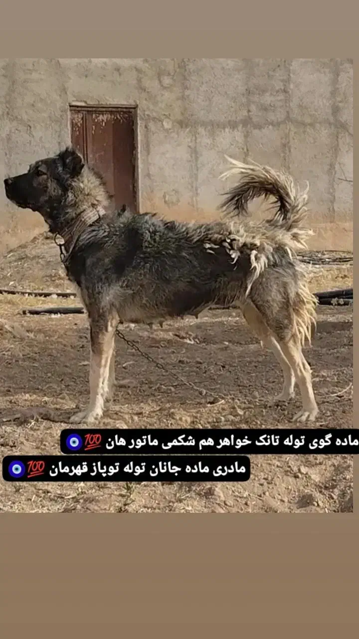 سرابی اصیل|سگ|کبودرآهنگ, |دیوار