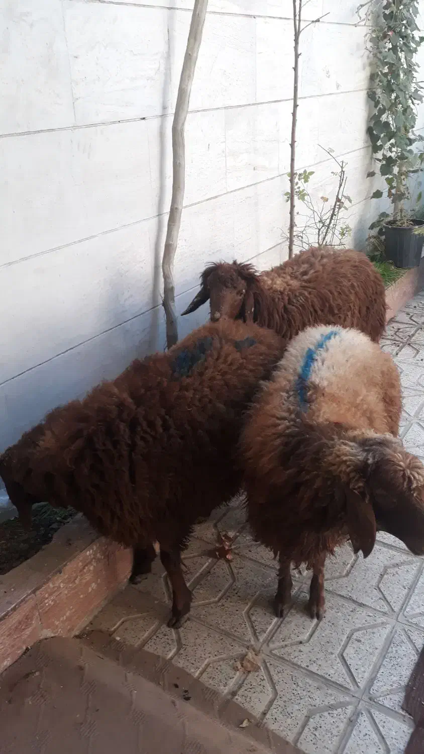 گوسفند خونی|حیوانات مزرعه|مشهد, انقلاب|دیوار