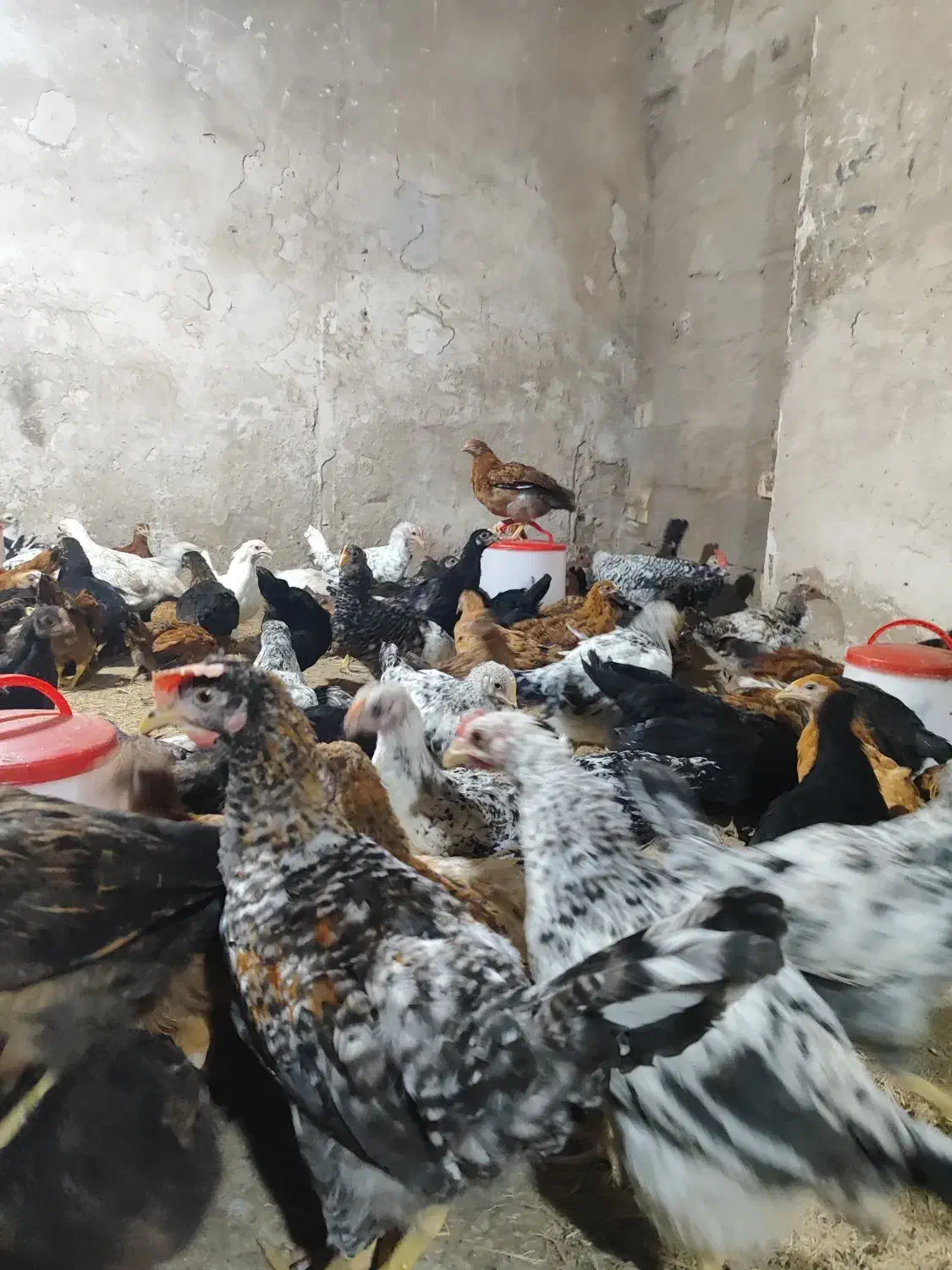 جوجه مرغ|خوردنی و آشامیدنی|مسجد سلیمان, |دیوار