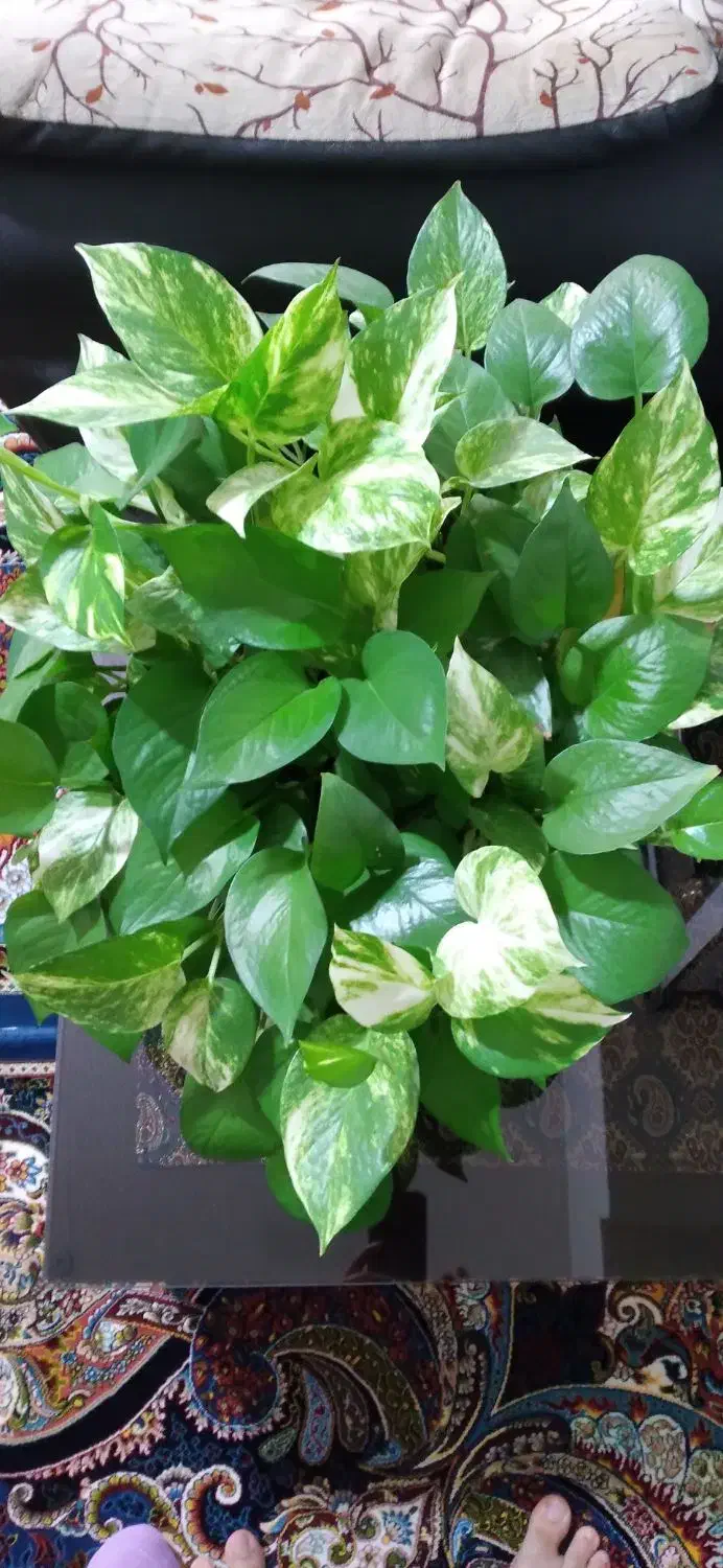 فروش پتوس|گل و گیاه طبیعی|محمدیه-قزوین, |دیوار