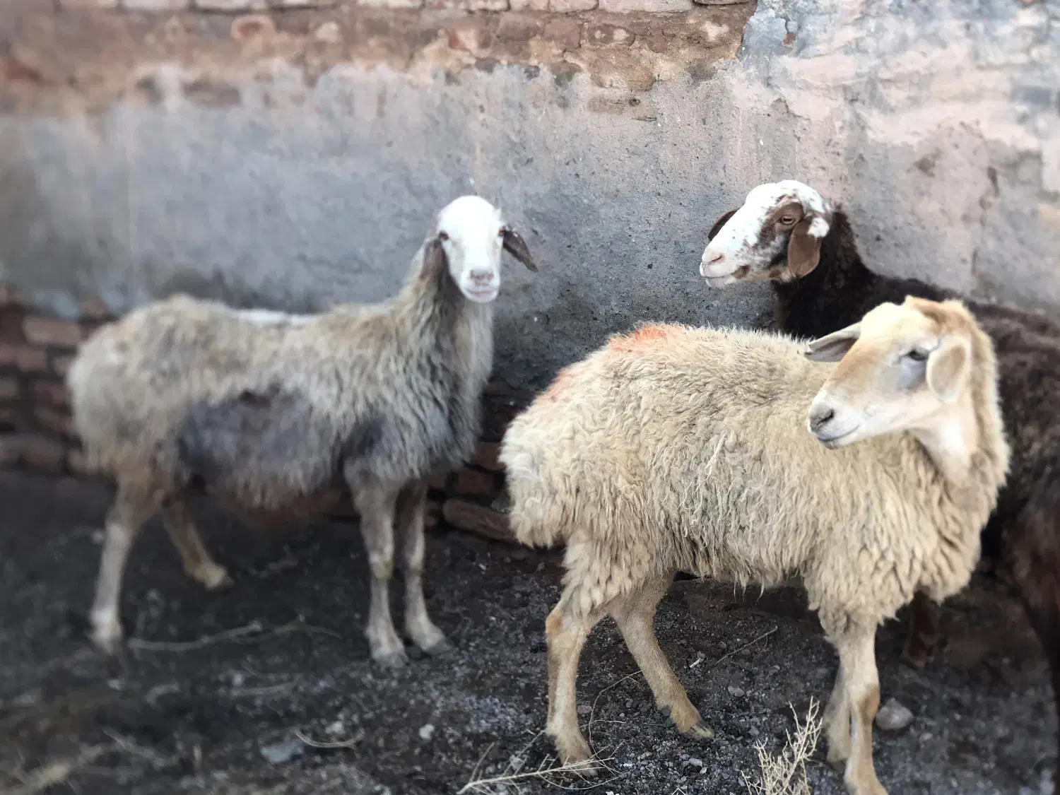 میش|حیوانات مزرعه|گناباد, |دیوار