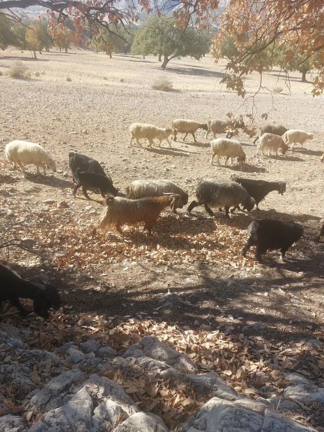 ۱۵ راس بز داشتی|حیوانات مزرعه|ارژن, |دیوار