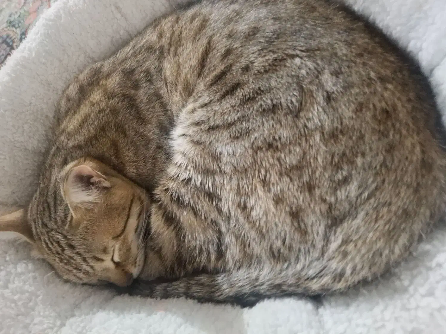 واگذاری گربه رایگان|گربه|قدس, شهر‌قدس|دیوار