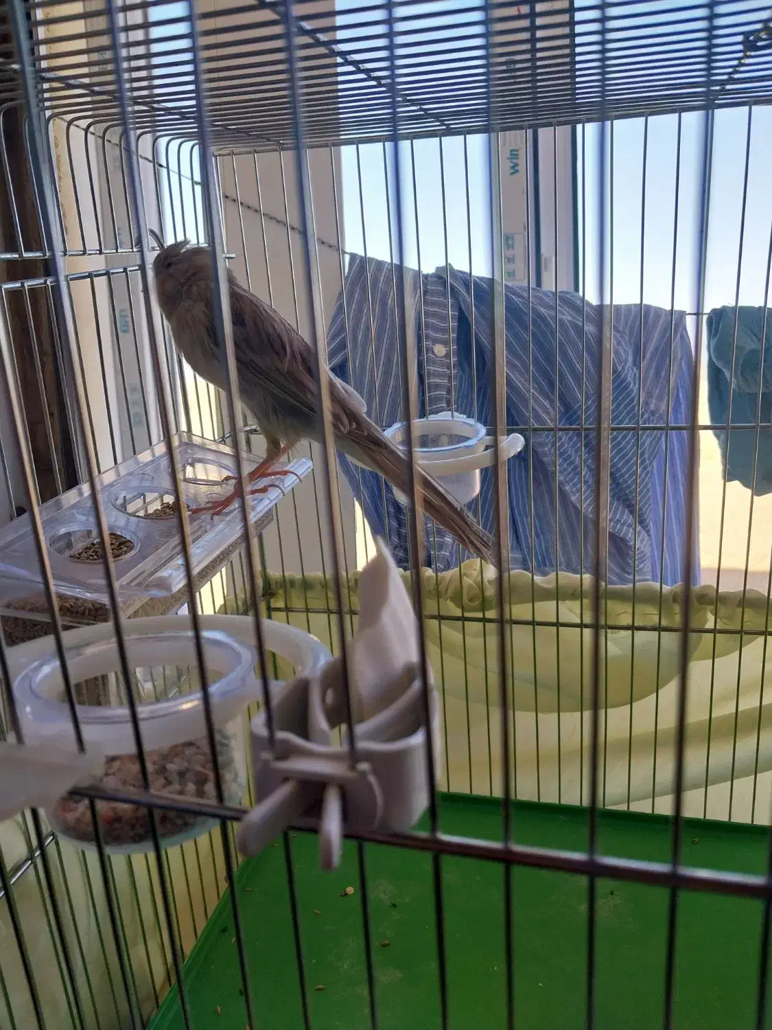 قناری نر رسمی بلند|پرنده|تکاب, |دیوار