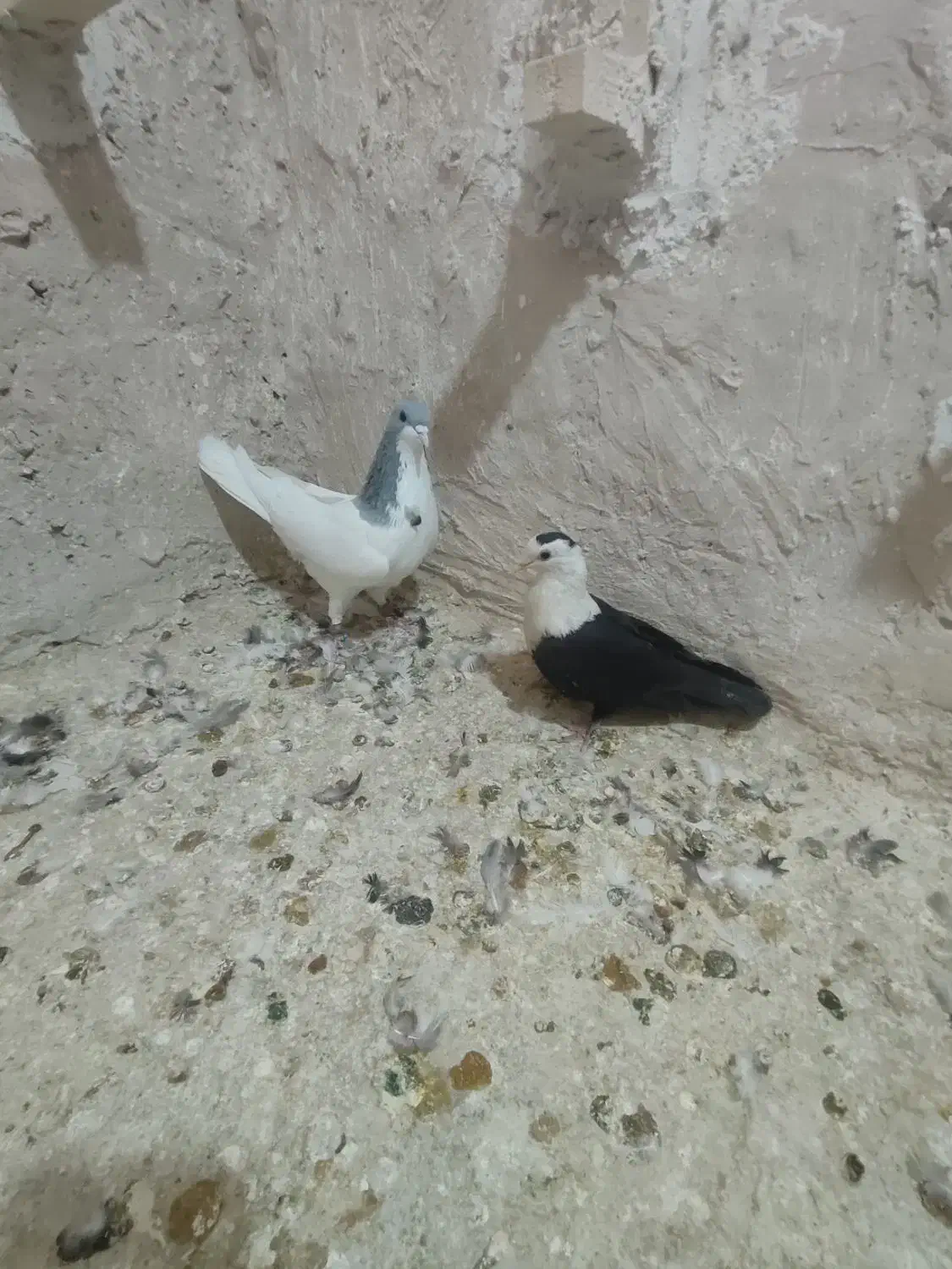 کبوتر شهری|پرنده|شیراز, جمال آباد|دیوار