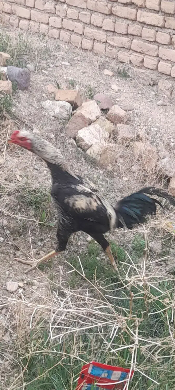 انگشتر|بدلیجات|شیروان (خراسان), |دیوار