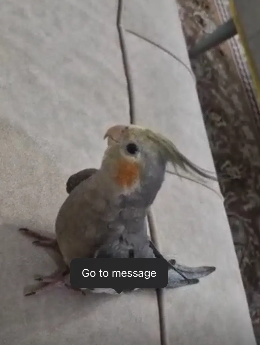 گمشده عروس هلندی|پرنده|آستارا, |دیوار