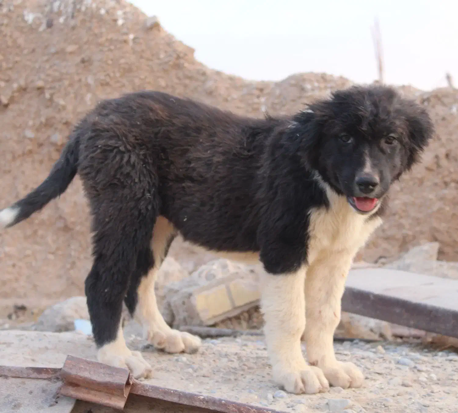 سگ قدرجونی ماده قهدریجانی|سگ|شهرضا, |دیوار