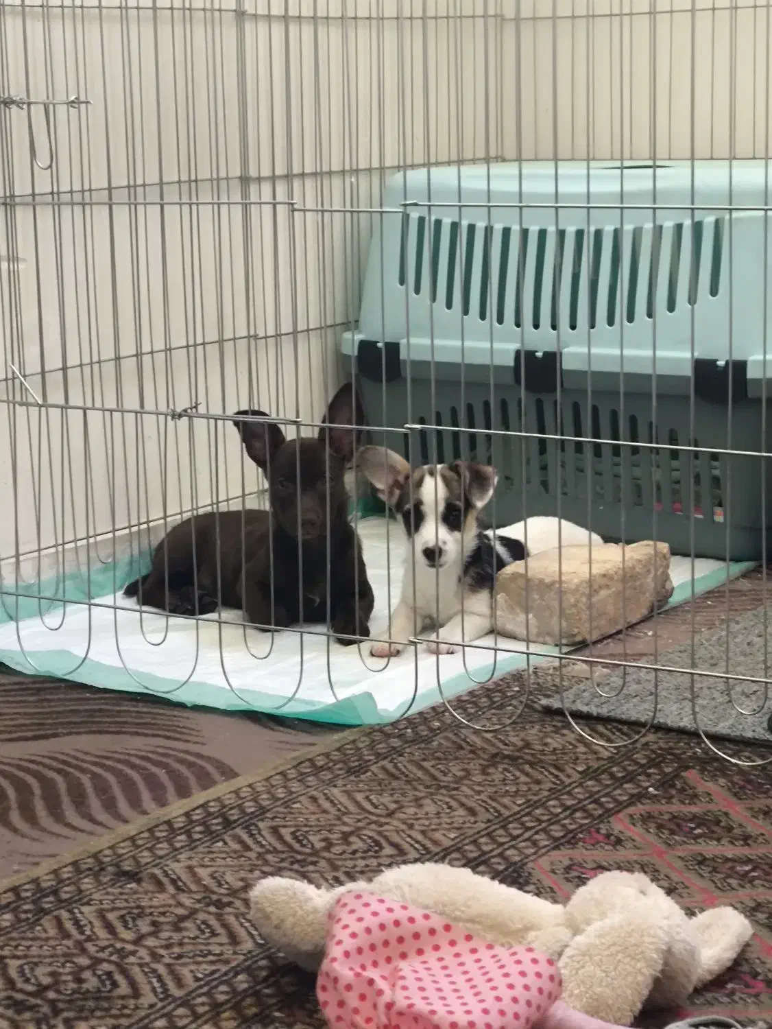 جک راسل|سگ|مشهد, ادیب نیشابوری (شهرک غرب)|دیوار