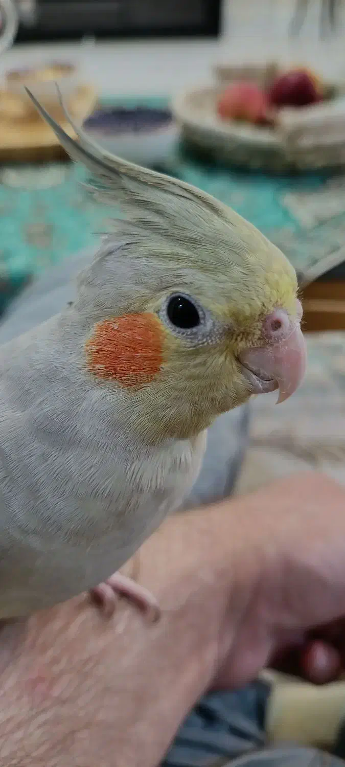 عروس هلندی آهویی|پرنده|اهواز, کوی باهنر|دیوار