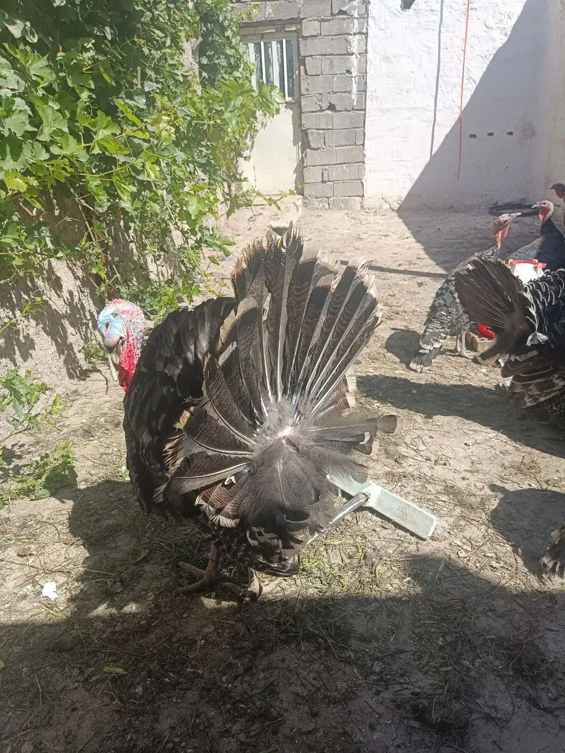 تخم بوقلمو|حیوانات مزرعه|پاکدشت, پاکدشت (مامازند)|دیوار