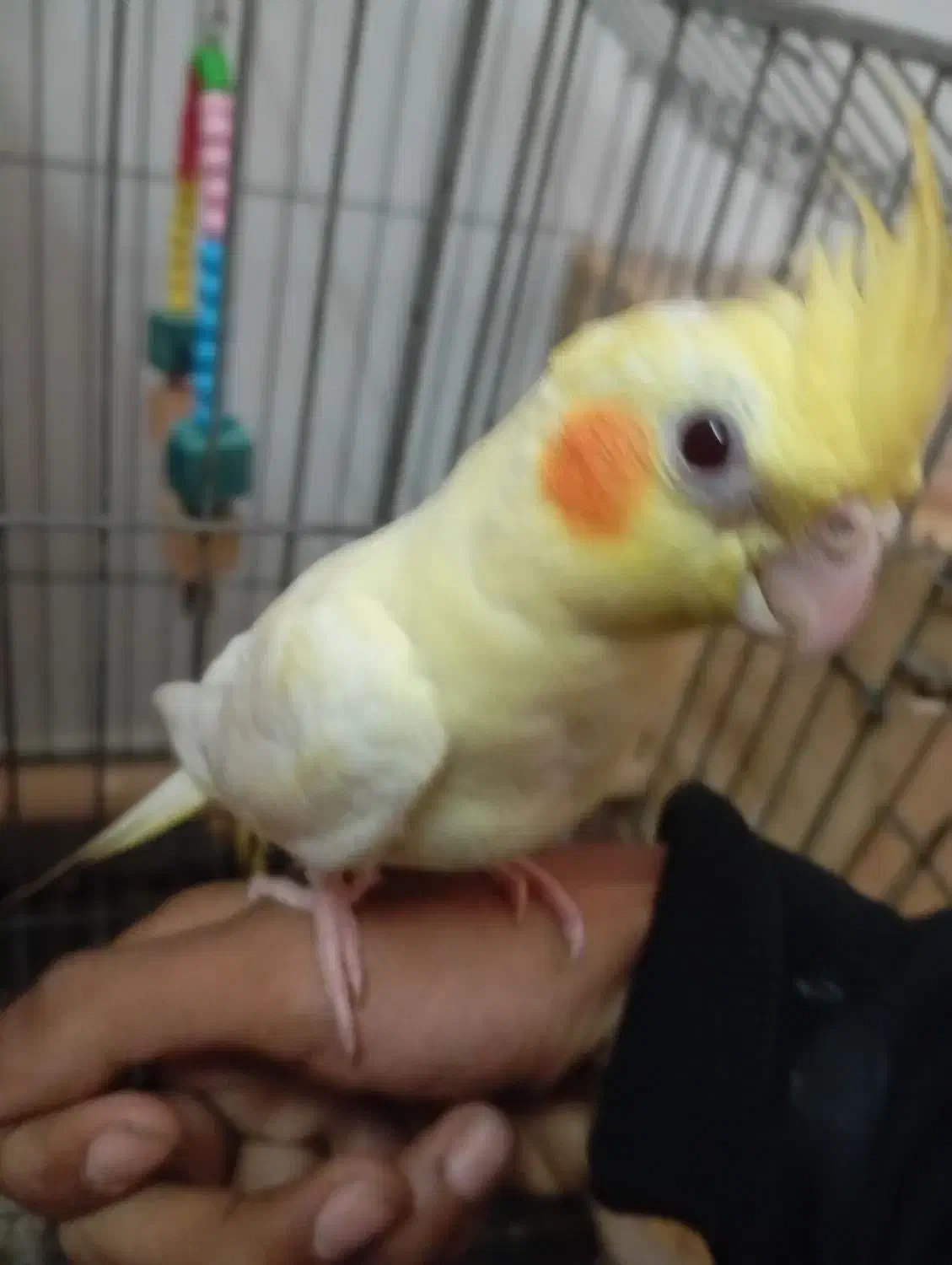 طوطی عروس دستی ماده|پرنده|بابل, |دیوار