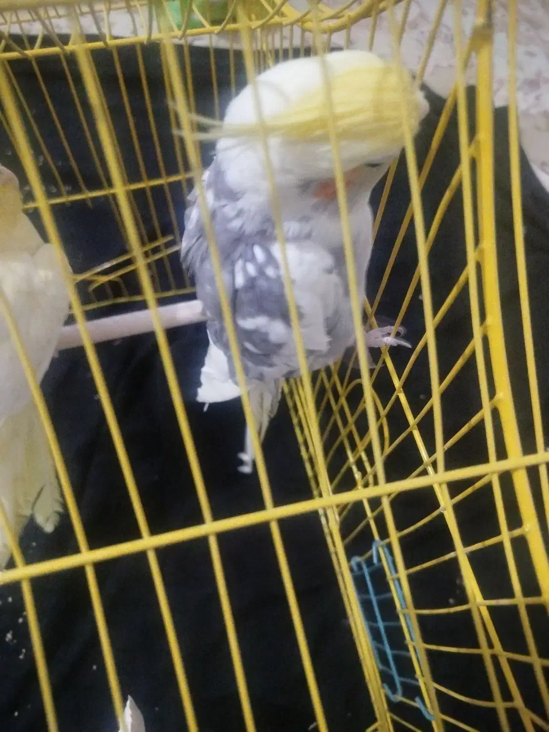 طوطی عروس|پرنده|ساوه, |دیوار