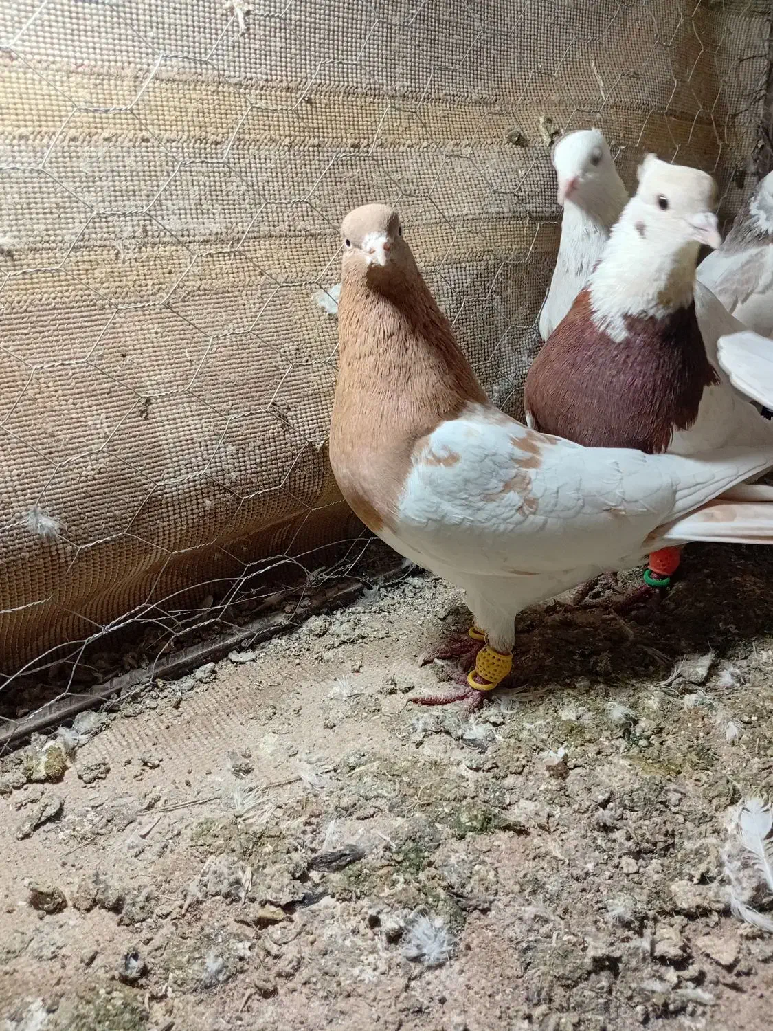 کبوتر پرنده جوون ب شرط|پرنده|اسفرورین, |دیوار