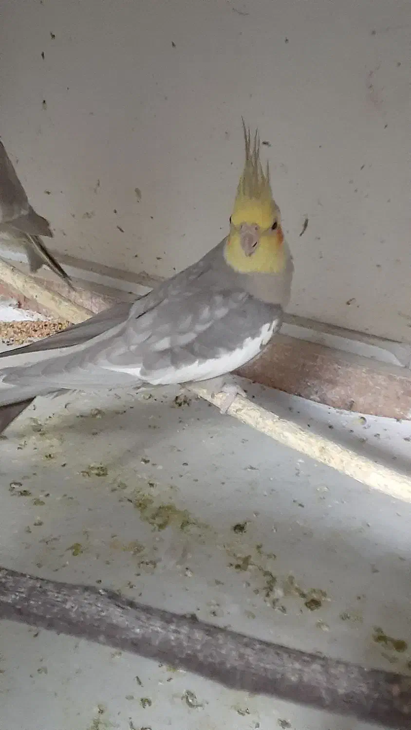 عروس هلندی بدلیل کمبود جا|پرنده|گرمسار, |دیوار