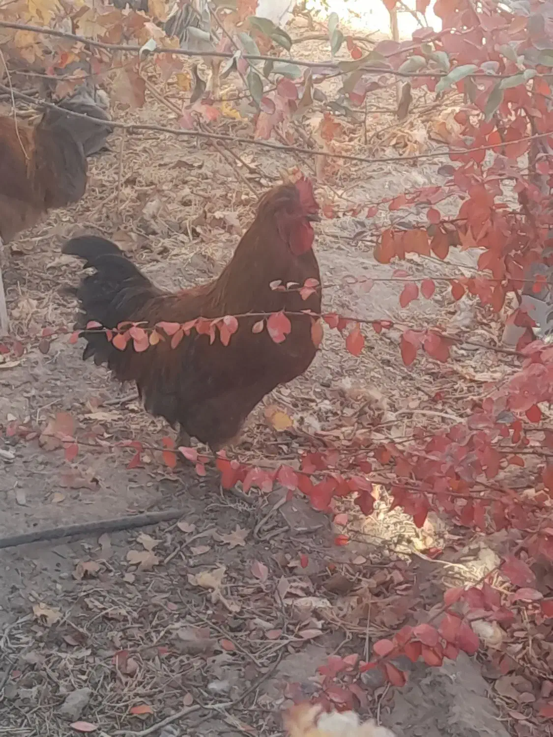 خروس برهما|حیوانات مزرعه|مشهد, باغ فراگرد|دیوار