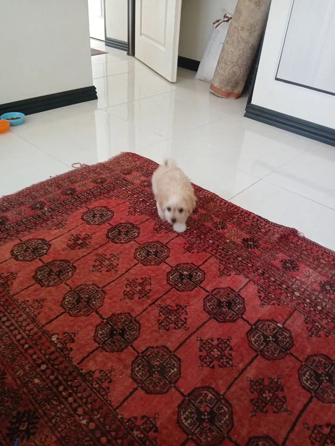 فروش سگ نر شیتزو|سگ|پردیس, فاز ۳|دیوار