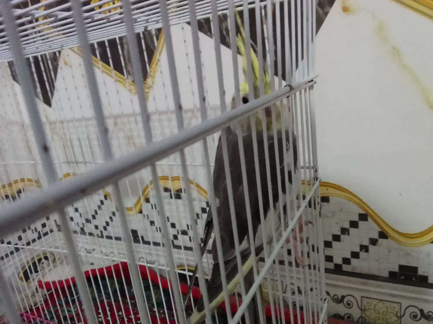 عروس هلندی|پرنده|زهک, |دیوار