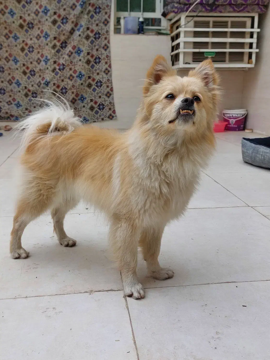 سگ پامر روباهی|سگ|اهواز, زندوکیلی|دیوار