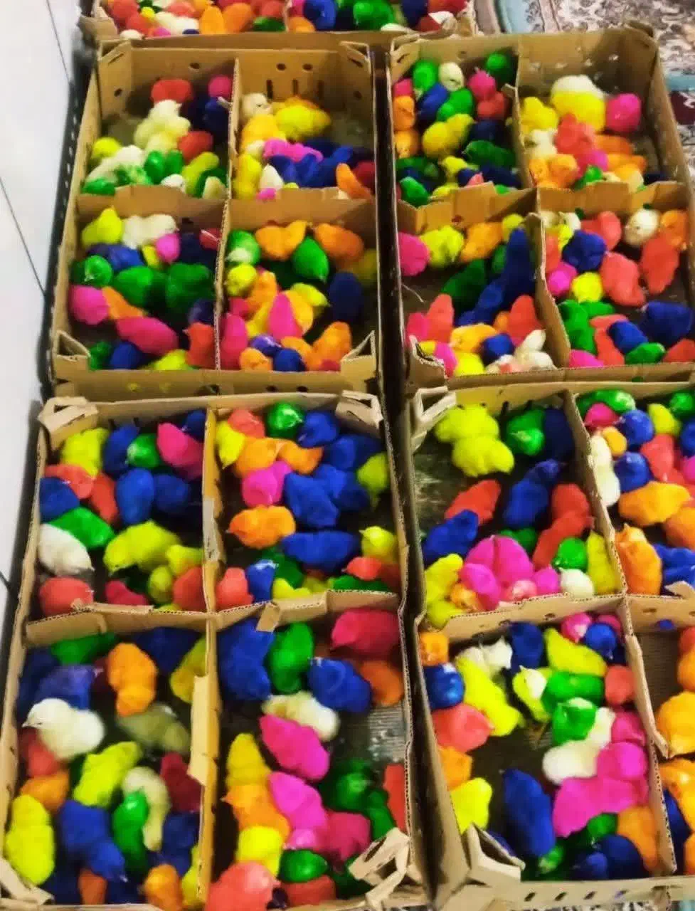 پخش جوجه محلی گلپا اردک رنگی گردن لخت کاکلی۱۰۰تایی|حیوانات مزرعه|یاسوج, |دیوار