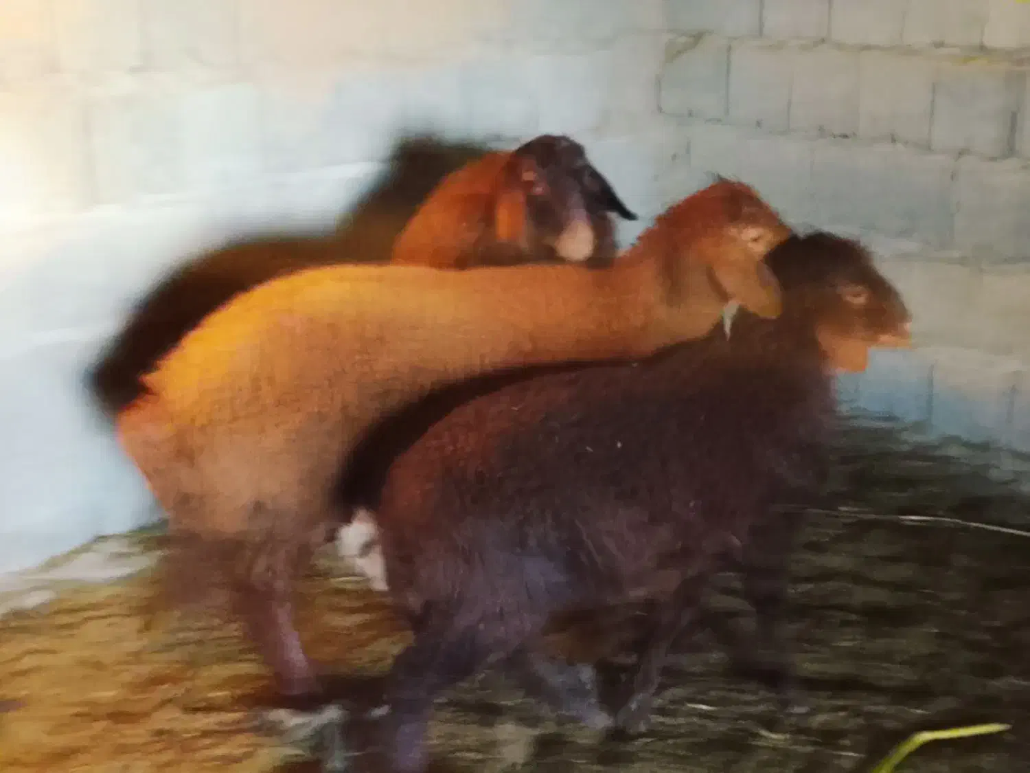 بره سالم|حیوانات مزرعه|تربت جام, جلگه موسی آباد|دیوار