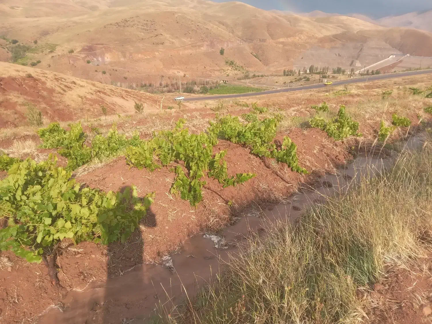 باغ انگور با حق آب ازچشمه شخصی|فروش دفتر صنعتی، کشاورزی، تجاری|ابهر, |دیوار