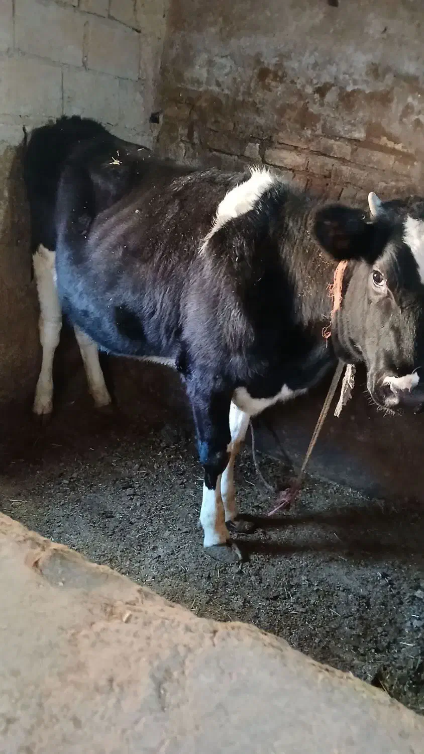 گوساله ماده . گاو|حیوانات مزرعه|قیدار, |دیوار