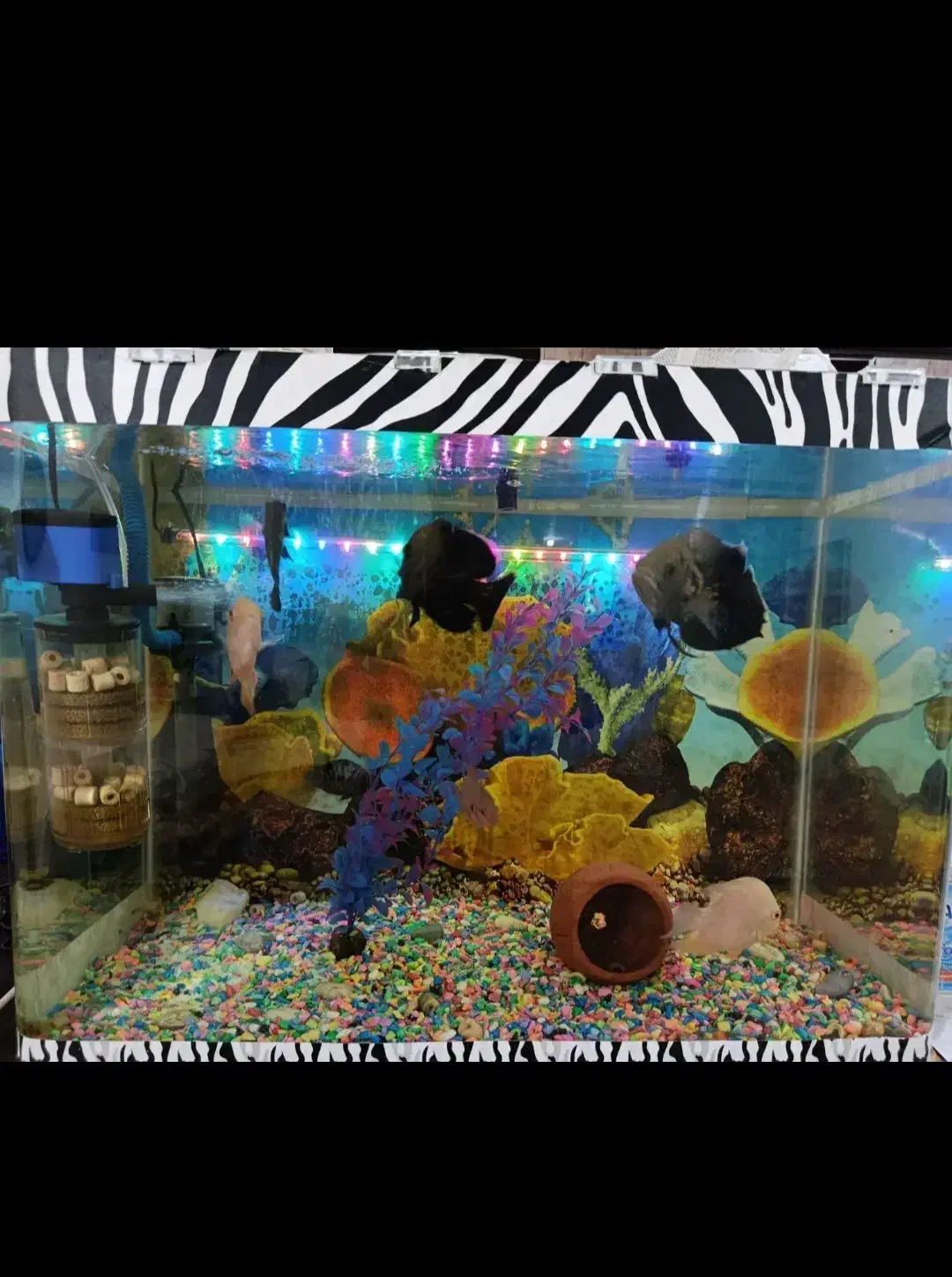 اکواریم سالم و تمیز معاوضه پرنده|ماهی|دورود, |دیوار