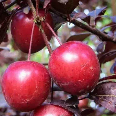 ارائه نهال های تجاری و کمیاب گوجه قرمز آمریکایی|خدمات باغبانی و درختکاری|شبستر, |دیوار
