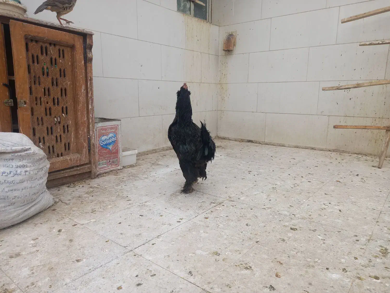 خروس مرندی|حیوانات مزرعه|دوتپه, |دیوار