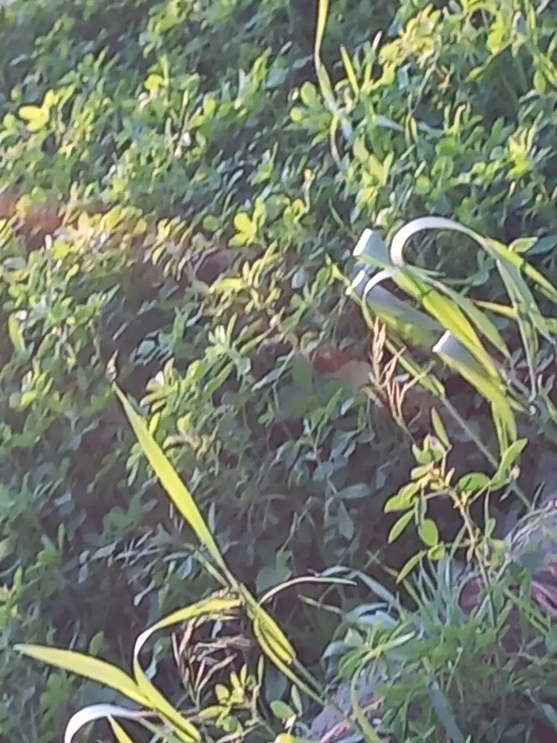 کاه یونجه تمیز بدون علف ۱تن کیلویی۲۲تومن|لوازم جانبی حیوانات|چاه مرید, |دیوار