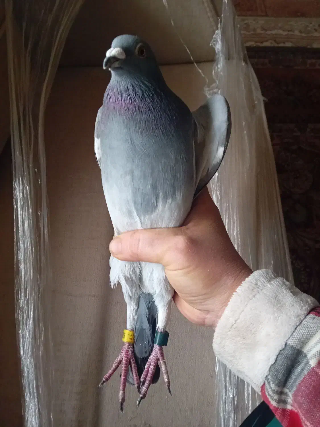 کبوترمسافتی آلمانی|پرنده|آمل, |دیوار