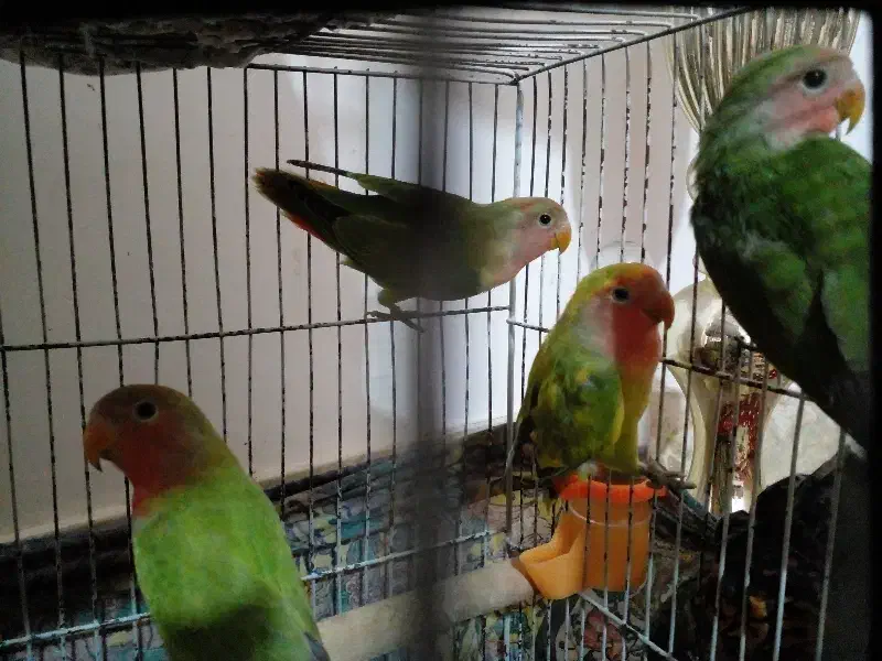 فروش طوطی برزیلی|پرنده|پیشوا, |دیوار