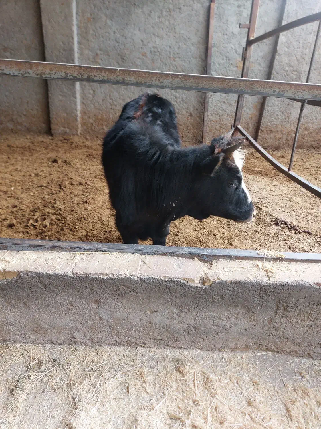 گوساله ماده|حیوانات مزرعه|قزوین, |دیوار