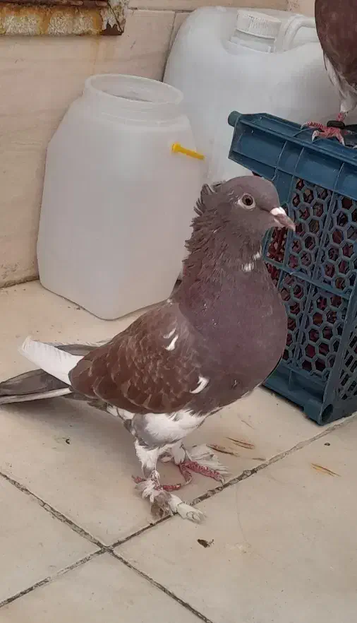 کفتر سرخ|پرنده|فولادشهر, مسکن مهر فولادشهر|دیوار