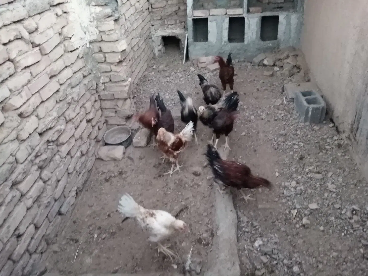 سلام تعدادی مرغ و خروس ویک تله گربه گیر|حیوانات مزرعه|سرایان, |دیوار