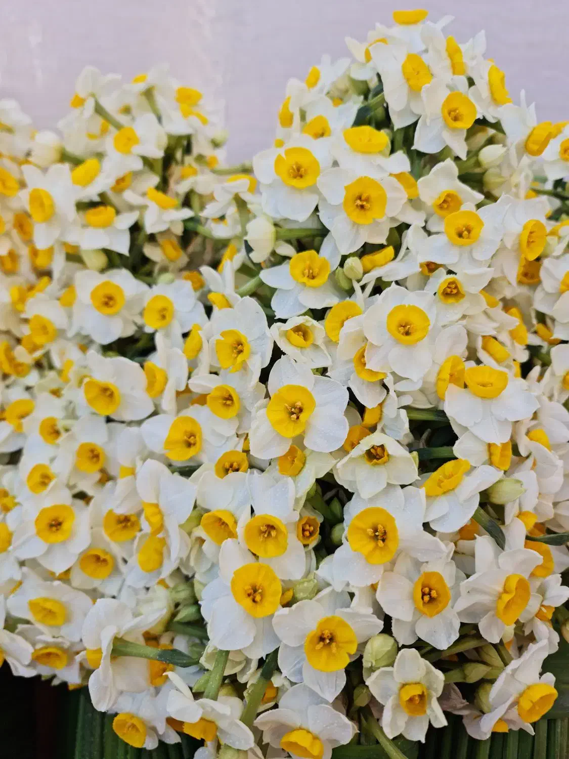 گل نرگس|گل و گیاه طبیعی|تهران, نارمک|دیوار