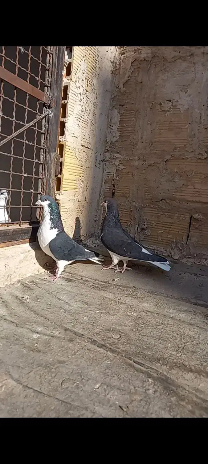 کبوتر خوشرنگ سیا پوش|پرنده|قزوین, |دیوار