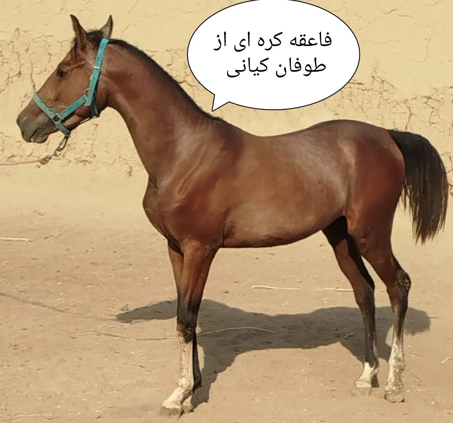کره طوفان کیانی|اسب و تجهیزات اسب‌سواری|خمینی‌شهر, |دیوار
